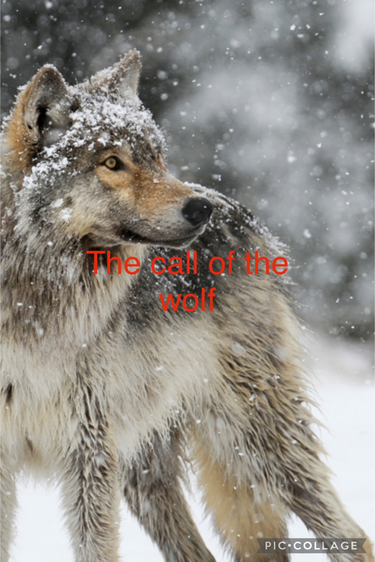 The Call of The Wolf